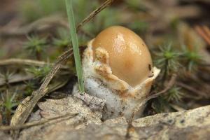 Поплавок шафрановый: где растет и как распознать гриб